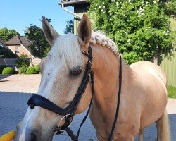 jumper Hochmoors Nanu (German Riding Pony, 2011, from Centauro's Golden Flashlight)