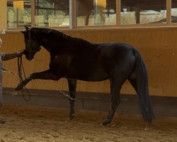 dressage horse D-Day 11 (Hanoverian, 2018, from Don K)