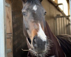 dressage horse St. Tropez L (Hanoverian, 2020, from Sandro Hit)