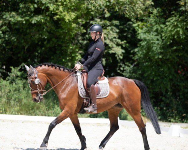 broodmare Charisma K (German Sport Horse, 2010, from Sirius Song)