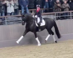 dressage horse Maxima Bella (Oldenburg, 2016, from E.H. Millennium)