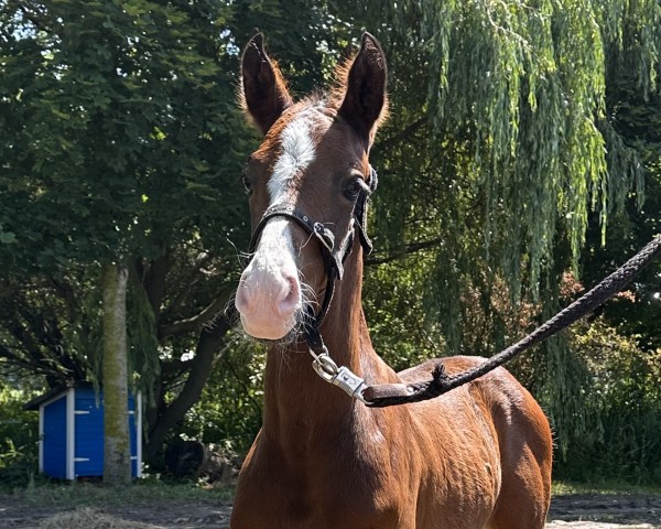 dressage horse Downtowns D‘avie (German Sport Horse, 2023, from Hesselhoej Down Town)