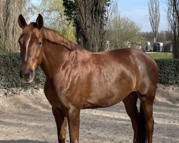 broodmare Vicky 275 (German Sport Horse, 2014, from Viscount 22)