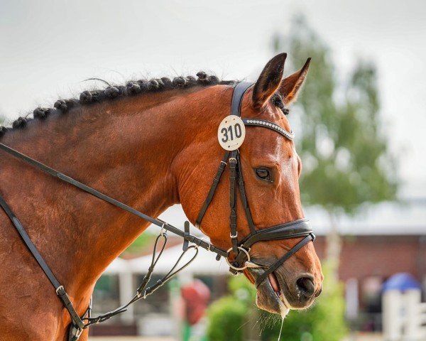 jumper Dove Magic (Westphalian, 2019)