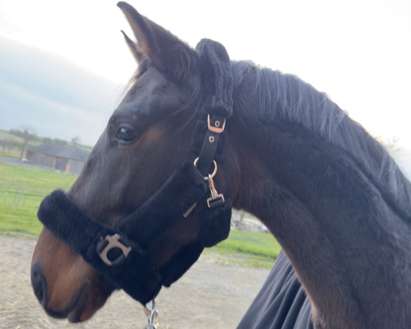 dressage horse Fiete Flitz (Oldenburg, 2023, from For Gold OLD)