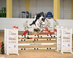 jumper Quiddidsch (Hanoverian, 2016, from Qualito)