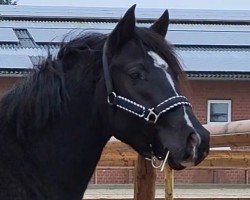 dressage horse Nouvel Eclair (German Riding Pony, 2022, from FS Next Diamond)