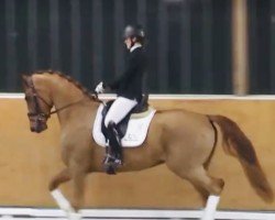 dressage horse Victorien de Fontaine (Holsteiner, 2020, from Vivino)