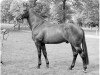 Deckhengst Belmondo (KWPN (Niederländisches Warmblut), 1983, von Omega)