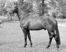 Deckhengst Belmondo (KWPN (Niederländisches Warmblut), 1983, von Omega)