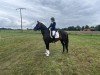 dressage horse Fanta Zero 3 (Hanoverian, 2016, from Finest)