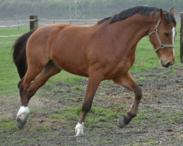 horse Landbries (KWPN (Royal Dutch Sporthorse), 1993, from Landwind II)