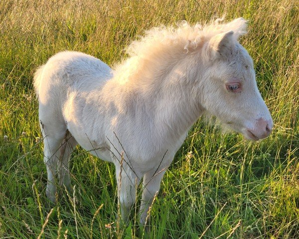 Pferd Bailey vom Burgblick (Shetland Pony (unter 87 cm), 2024, von Niederbroks Hennessy)