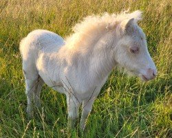 foal by Bailey vom Burgblick (Shetland pony (under 87 cm), 2024, from Niederbroks Hennessy)