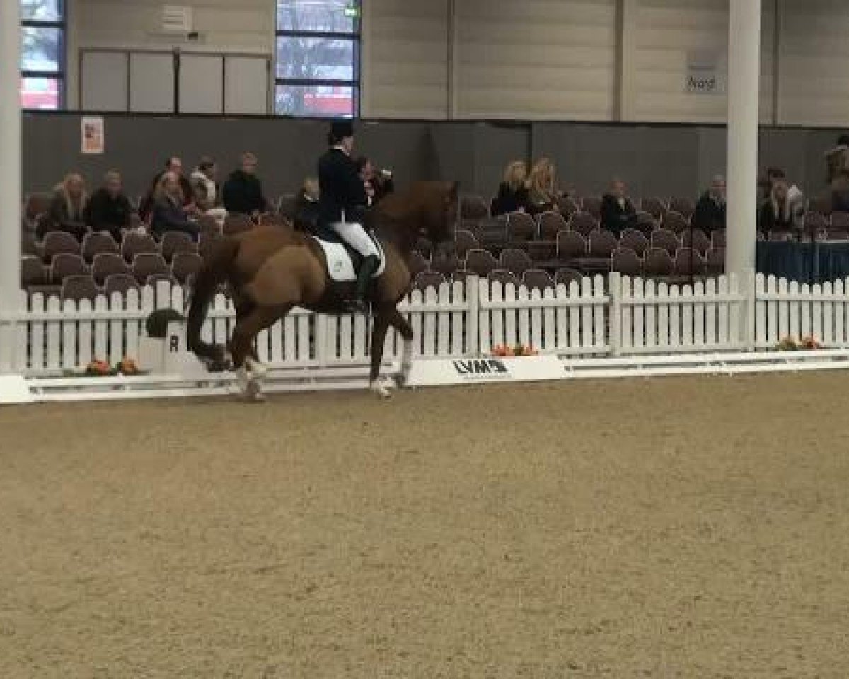 dressage horse Billy Boy 38 (Hanoverian, 2000, from Bergamon)
