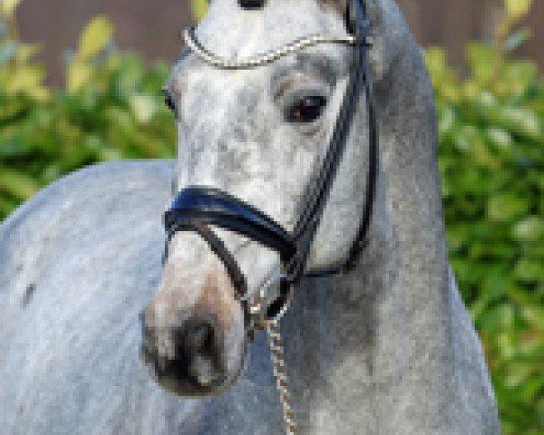 stallion Chacco Grande (Oldenburg show jumper, 2021, from Chaccon Blue)