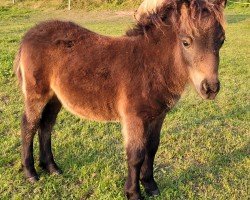 Fohlen von Kathy vom Burgblick (Shetland Pony (unter 87 cm), 2024, von Hahns Piccolo Grande)