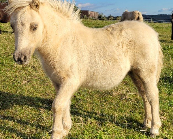 Pferd Henry vom Burgblick (Shetland Pony (unter 87 cm), 2024, von Niederbroks Hennessy)
