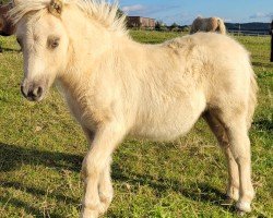 Fohlen von Henry vom Burgblick (Shetland Pony (unter 87 cm), 2024, von Niederbroks Hennessy)