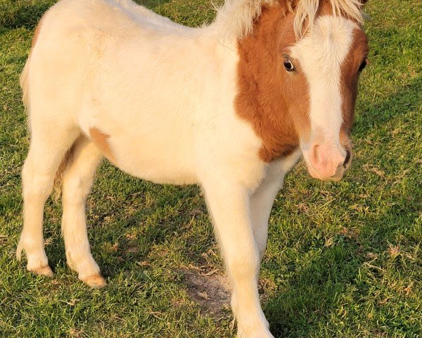 foal by Very Crazy vom Burgblick (Shetland pony (under 87 cm), 2024, from Very Dynamic van de Buxushof)