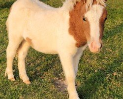 Fohlen von Very Crazy vom Burgblick (Shetland Pony (unter 87 cm), 2024, von Very Dynamic van de Buxushof)