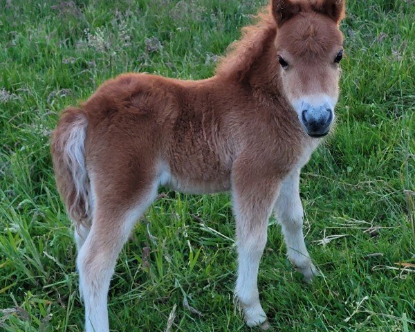 Fohlen von Flora vom Burgblick (Shetland Pony (unter 87 cm), 2024, von Niederbroks Hennessy)