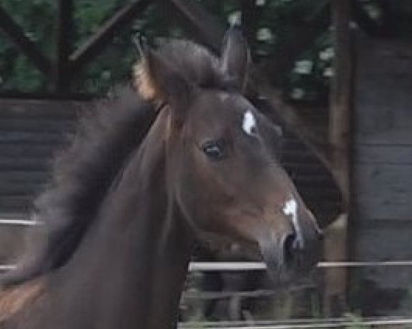 dressage horse Quäntchen Glück (Hanoverian, 2024, from Quintessential)