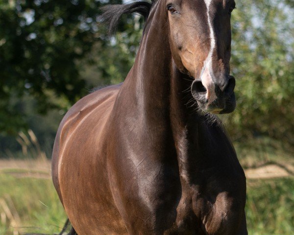 jumper Quintos 14 (Holsteiner, 2012, from Quintero)