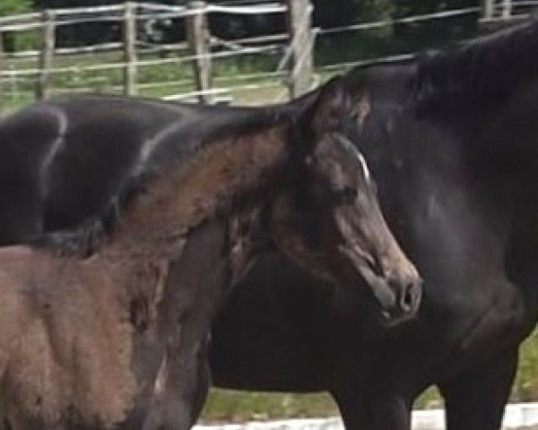 foal by Quintessa (Hanoverian, 2024, from Quintessential)