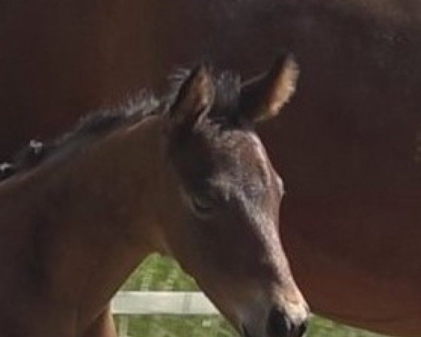 foal by St.Frederica (Hanoverian, 2024, from St. Emilion)