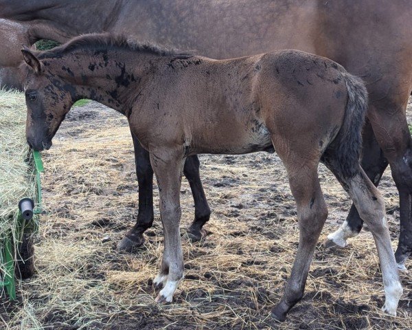 foal by St.Helena (Hanoverian, 2024, from St. Emilion)