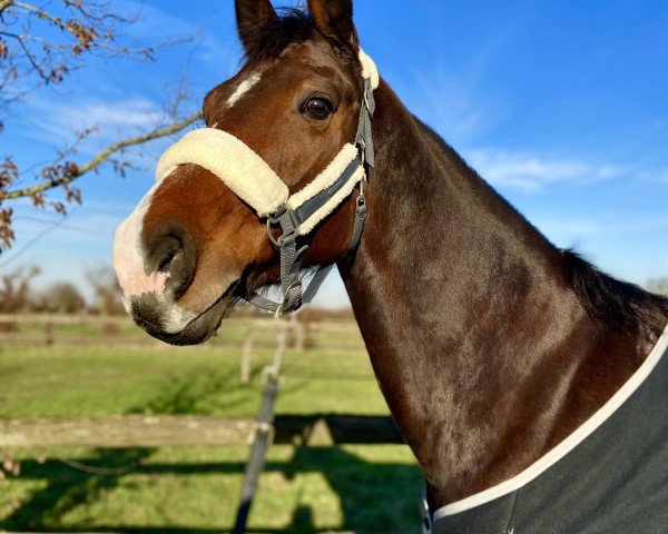 Pferd Clary JH (Zangersheide Reitpferd, 2015, von Castellini)