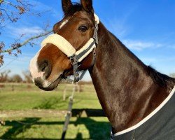 horse Clary JH (Zangersheide riding horse, 2015, from Castellini)