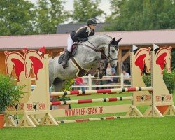 Springpferd Gallardo 16 (Belgisches Warmblut, 2019, von Breemeersen Cornet Star)