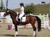 dressage horse Now or Never (German Riding Pony, 2005, from Notre Beau)