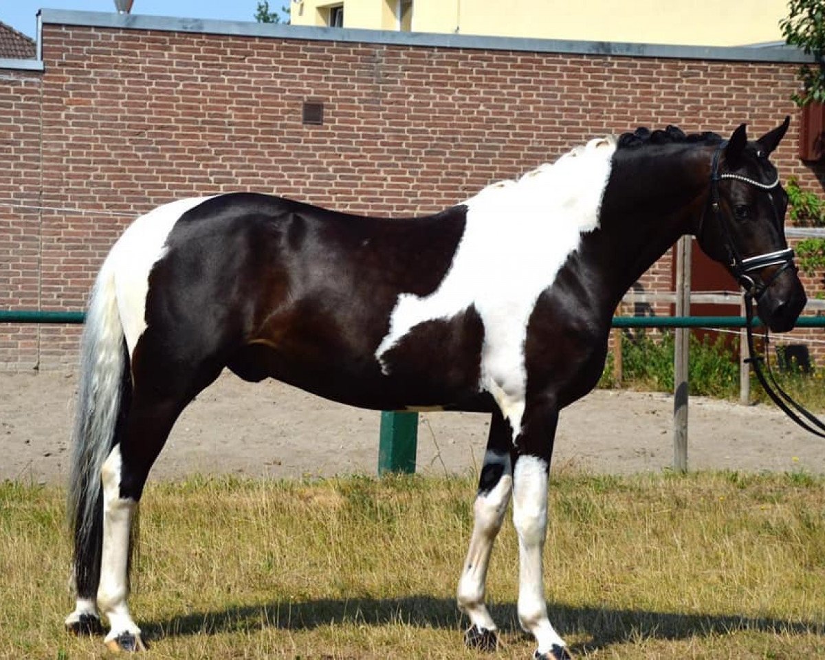Springpferd Maximus 131 (Polnisches Warmblut, 2014, von Ron William)