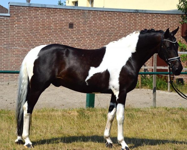 Springpferd Maximus 131 (Polnisches Warmblut, 2014, von Ron William)