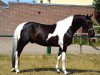 Springpferd Maximus 131 (Polnisches Warmblut, 2014, von Ron William)