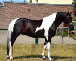 jumper Maximus 131 (Polish Warmblood, 2014, from Ron William)