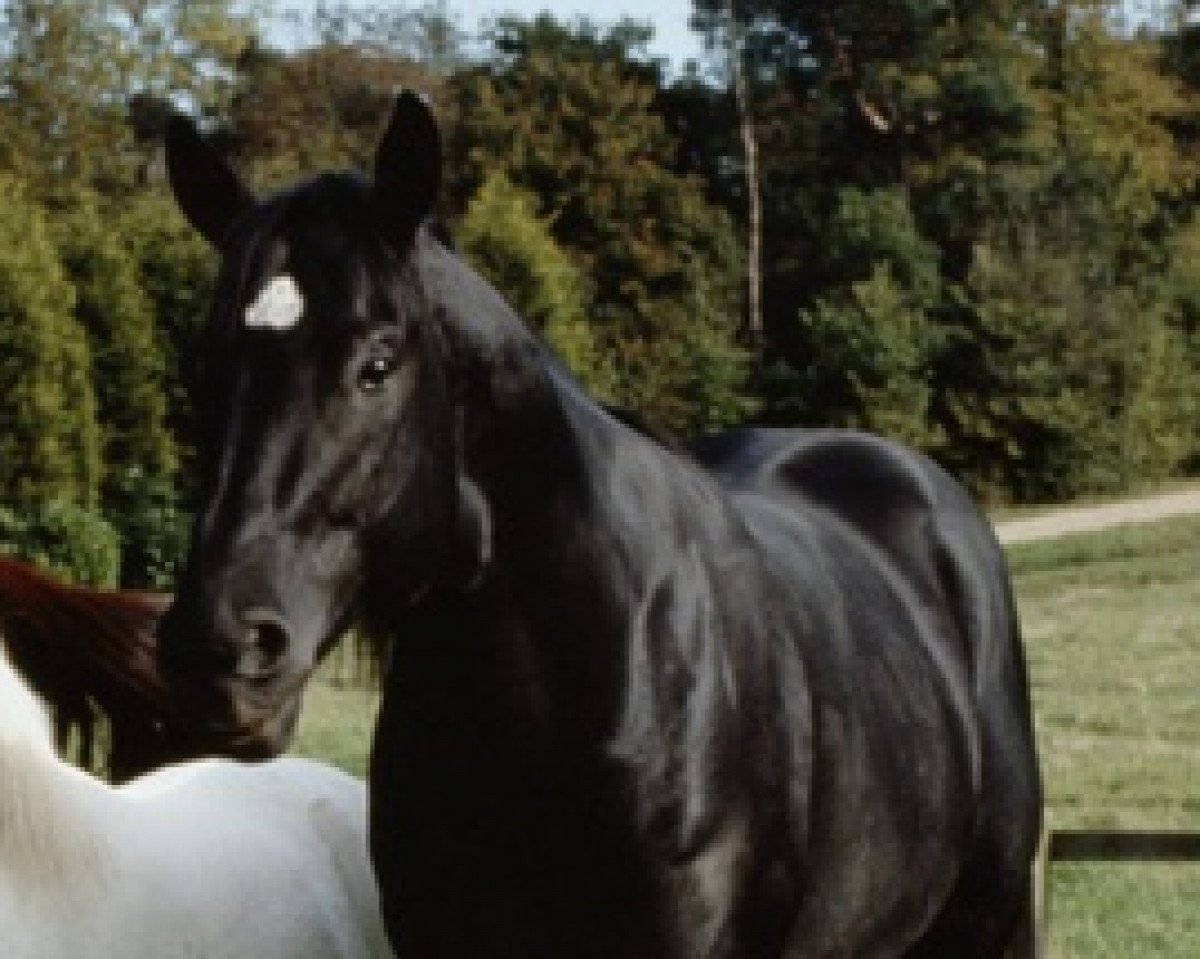 stallion Docs Keepin Time (Quarter Horse, 1987, from Merridoc)