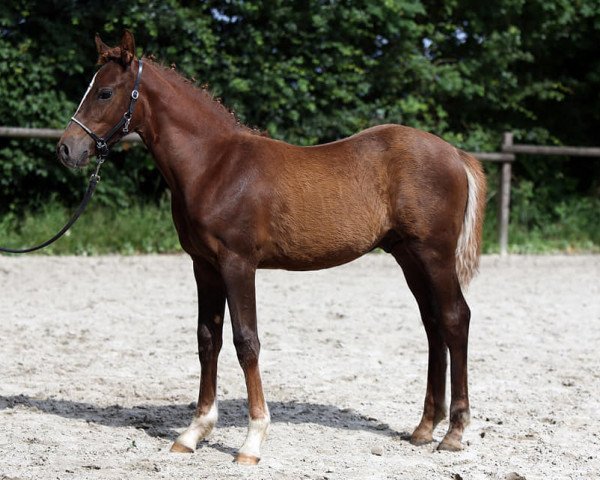 dressage horse Disney LH (German Riding Pony, 2021, from Diamonds Showtime)