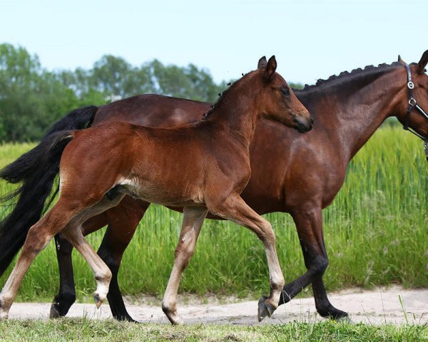 dressage horse Duplo LH (German Riding Pony, 2021, from DSP de Sandro)