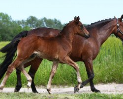 Pferd Duplo LH (Deutsches Reitpony, 2021, von DSP de Sandro)