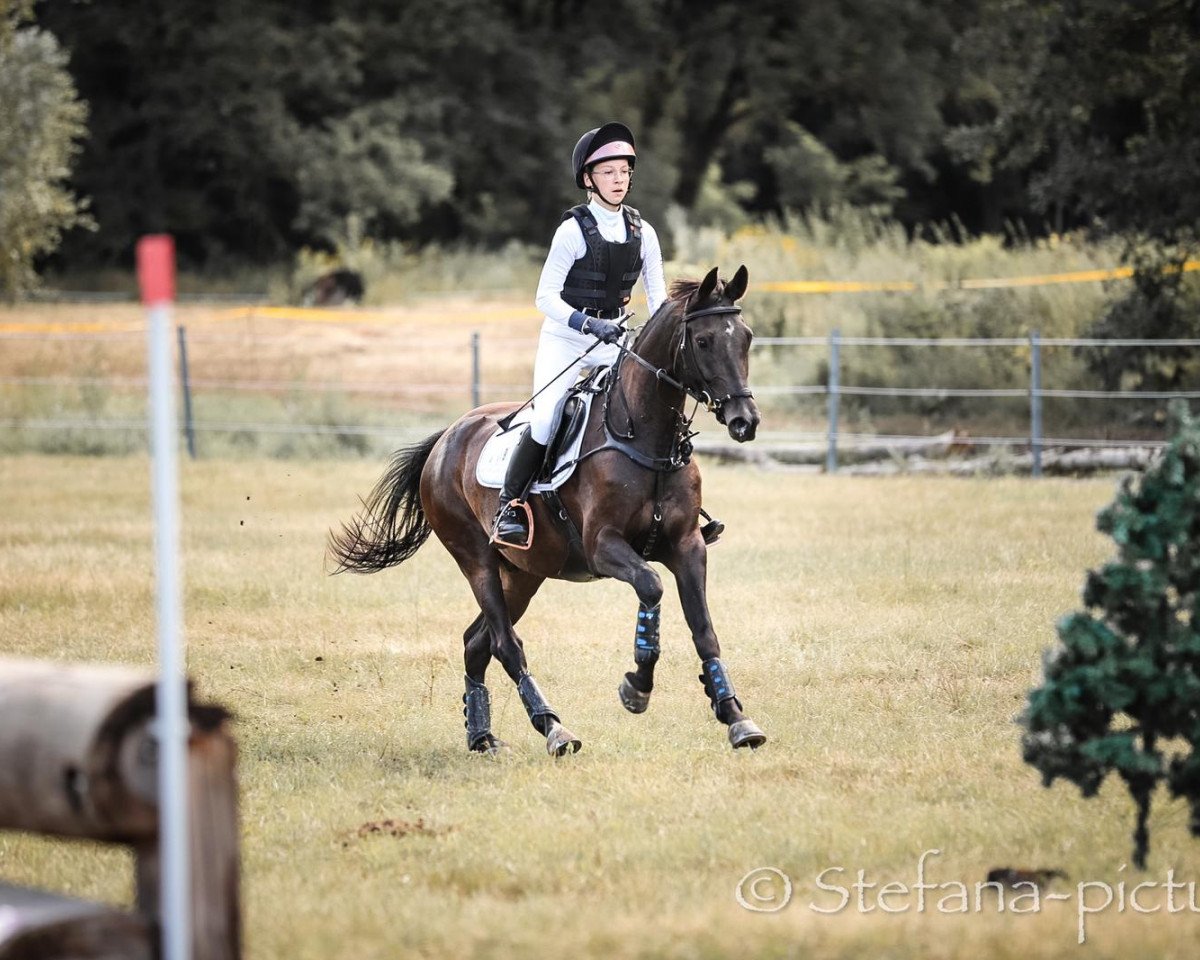jumper Calimero Is Fun (German Riding Pony, 2016, from Classic Dancer III)