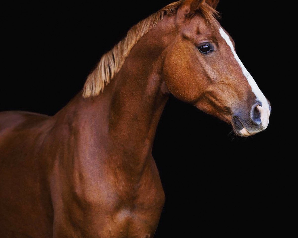 jumper Barney 125 (German Riding Pony, 2009, from Bulgari HS)