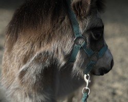 foal by Banana Split AW (Welsh mountain pony (SEK.A), 2024, from Branco)