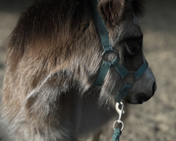 horse Banana Split AW (Welsh mountain pony (SEK.A), 2024, from Branco)