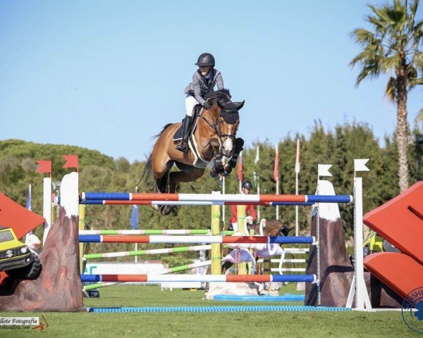 jumper Dixon (KWPN (Royal Dutch Sporthorse), 2008, from Verdi)
