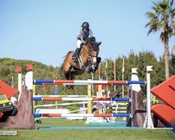 jumper Dixon (KWPN (Royal Dutch Sporthorse), 2008, from Verdi)