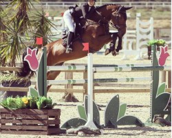 Springpferd Olesta (Polnisches Warmblut, 2007, von Lesotho)